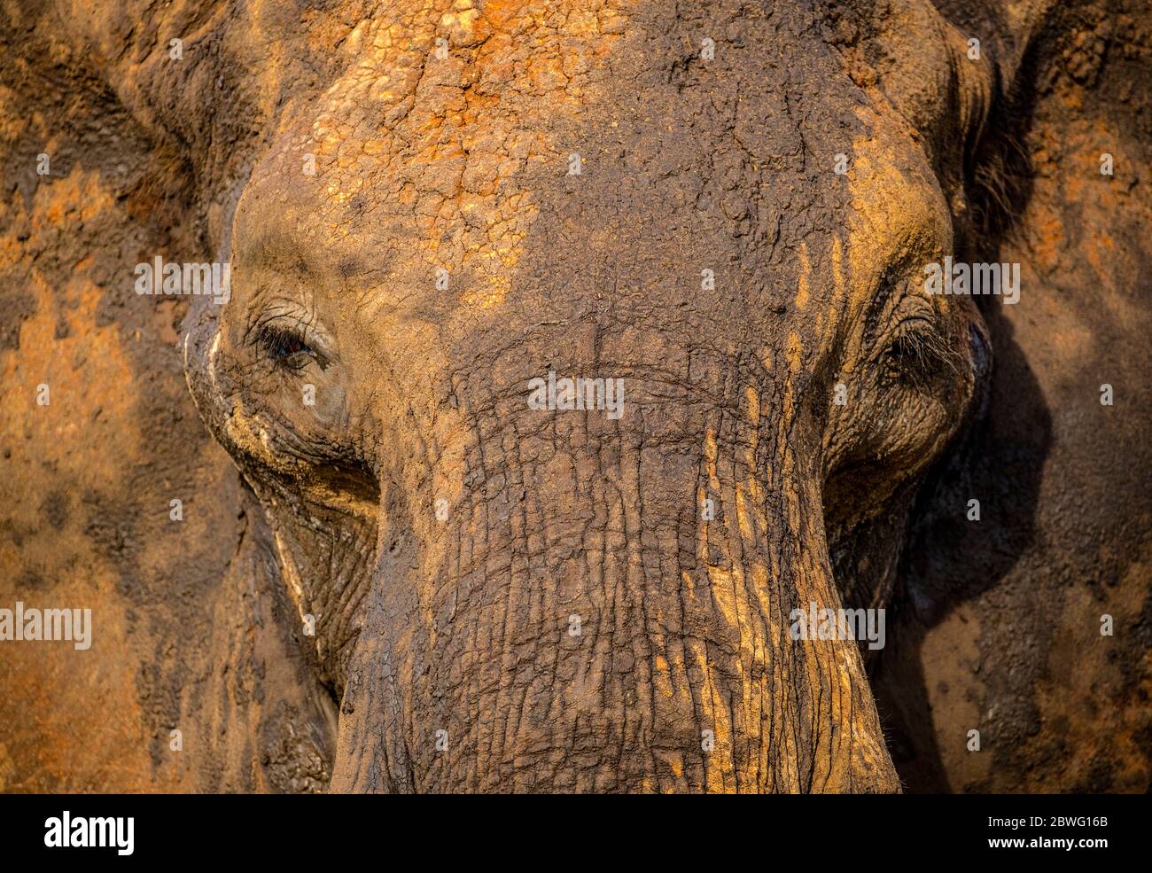 Nahaufnahme des afrikanischen Elefanten (Loxodonta africana), Tarangire Nationalpark, Tansania, Afrika Stockfoto