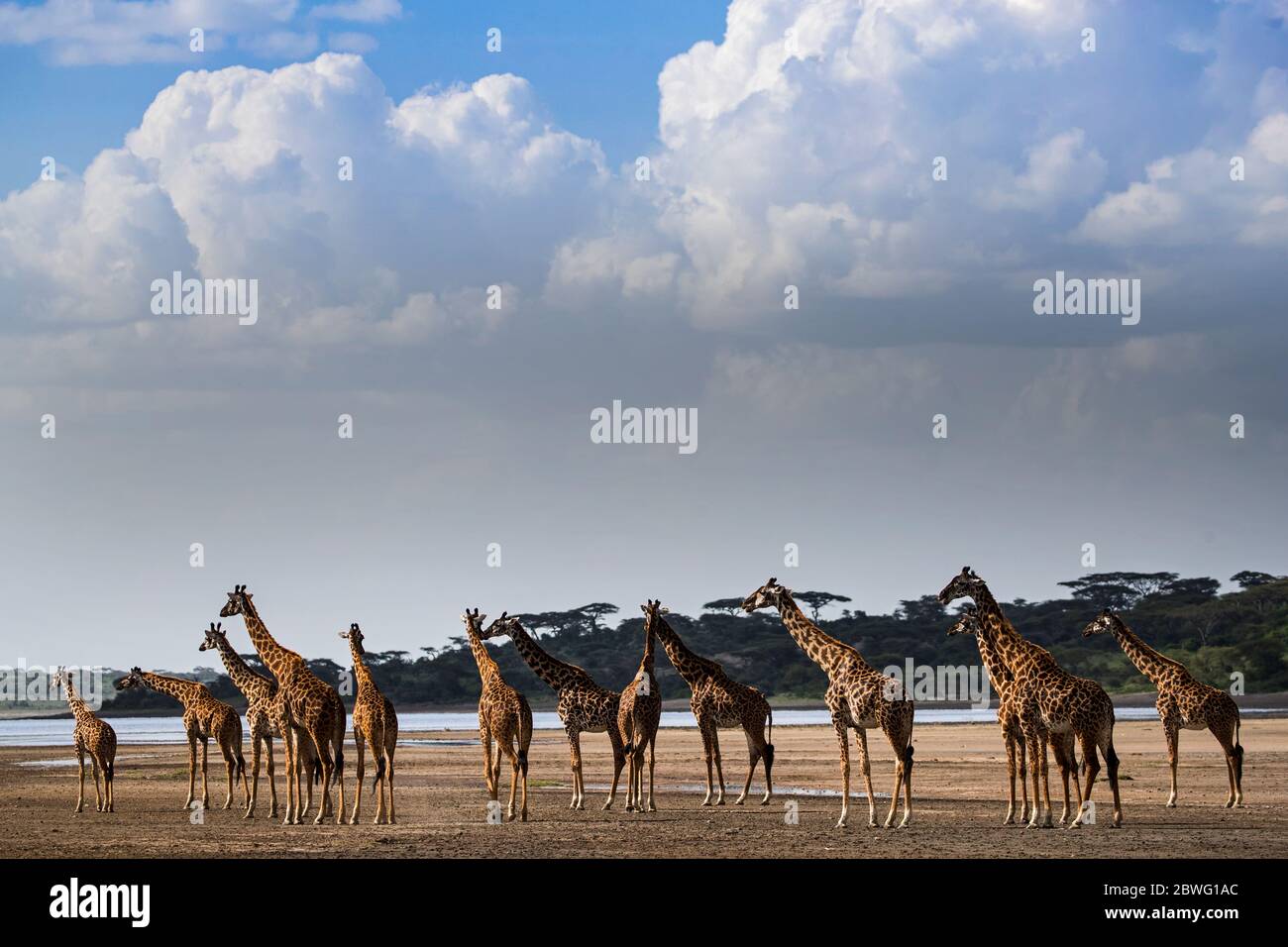 Herde von Masai-Giraffen (Giraffa camelopardalis tippelskirchii), Ngorongoro Conservation Area, Tansania, Afrika Stockfoto