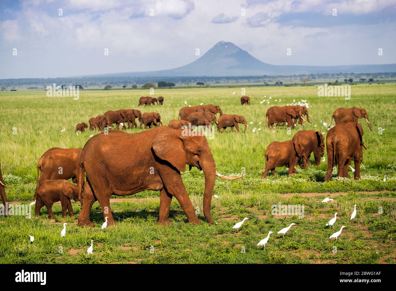 Herde afrikanischer Elefanten (Loxodonta africana), Tarangire Nationalpark, Tansania, Afrika Stockfoto