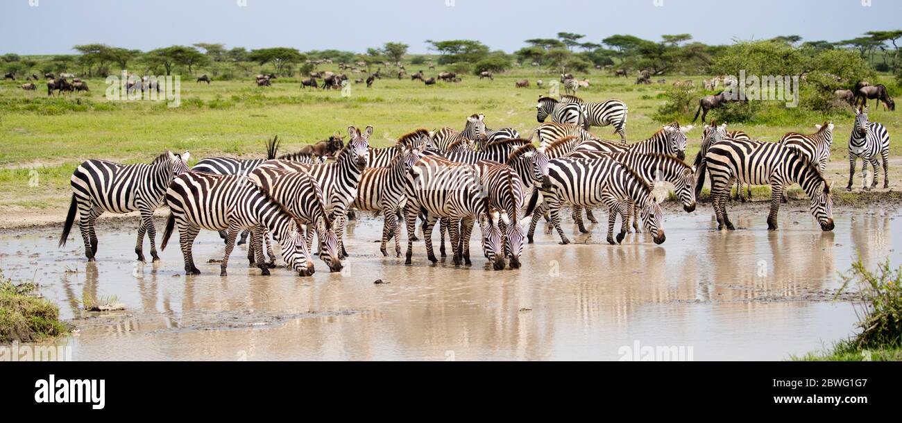 Herde Burchells Zebra (Equus quagga burchellii), Ngorongoro Conservation Area, Tansania, Afrika Stockfoto