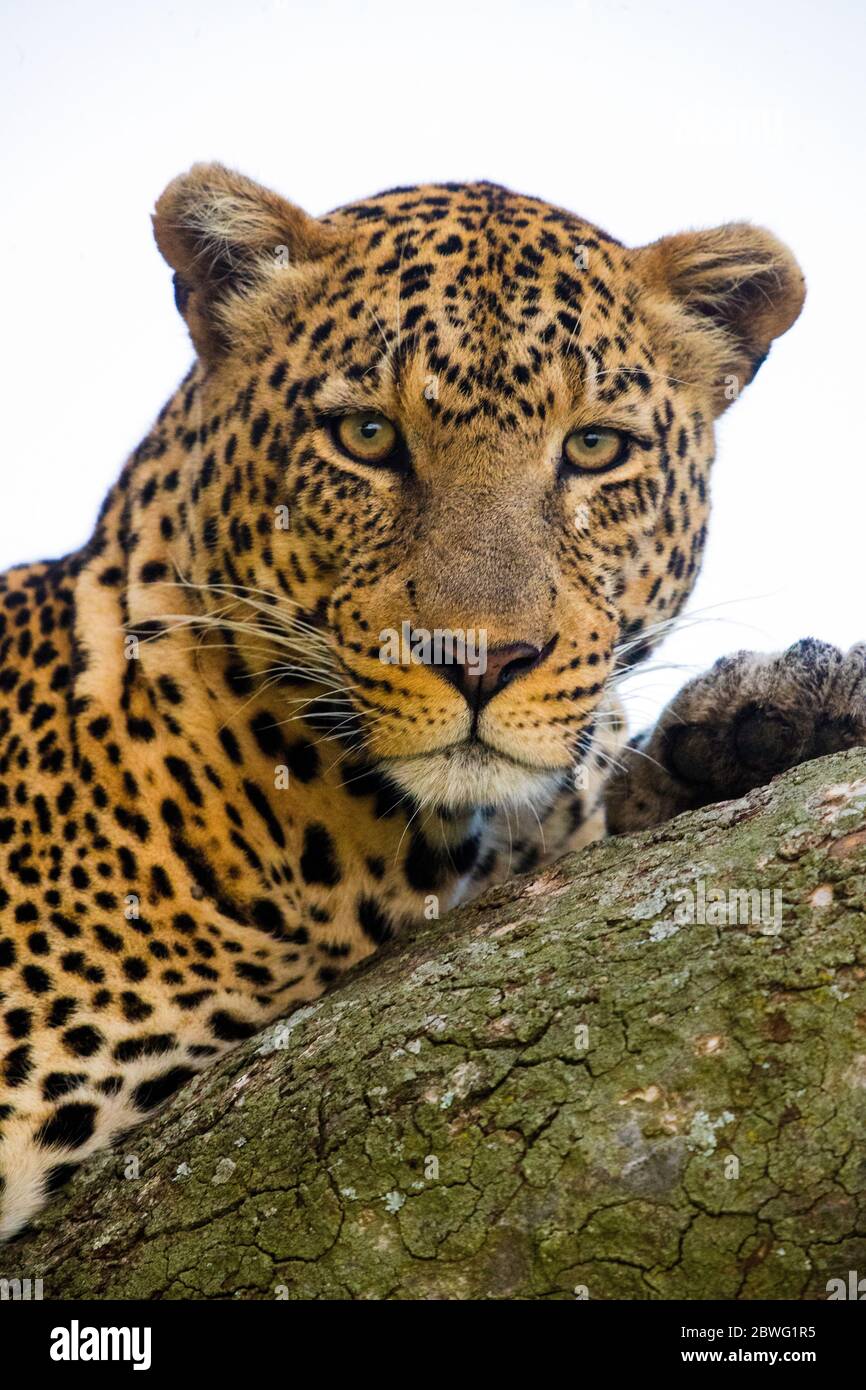 Kopfschuss von Leoparden (Panthera pardus) beim Betragen der Kamera, Serengeti Nationalpark, Tansania, Afrika Stockfoto
