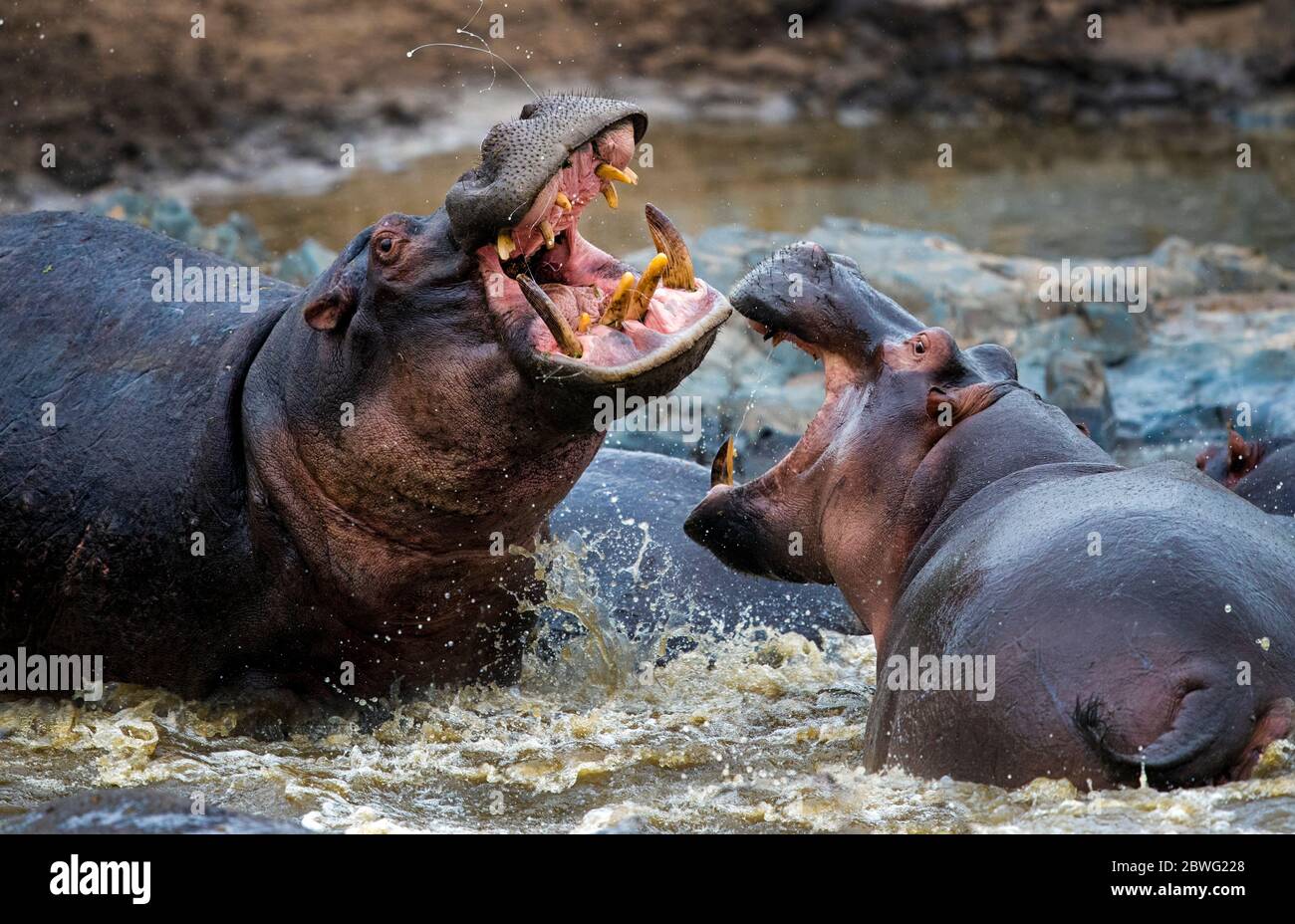 Nilpferde (Hippopotamus amphibius) kämpfen im Wasser, Serengeti Nationalpark, Tansania, Afrika Stockfoto