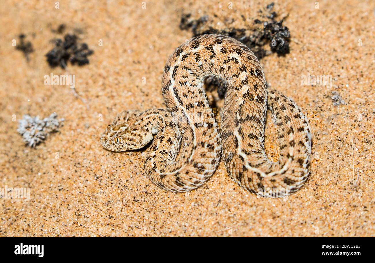 Sidewinder (Crotalus cerastes) Schlange im Sand in der Wüste, Swakopmund, Namibia, Afrika Stockfoto
