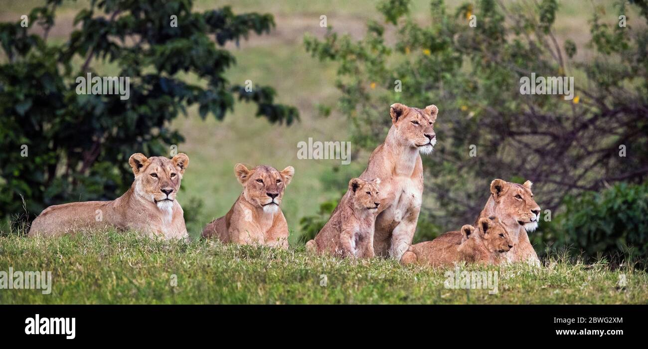 Gruppe von Löwinnen und Jungen (Panthera leo), Ngorongoro Conservation Area, Tansania, Afrika Stockfoto