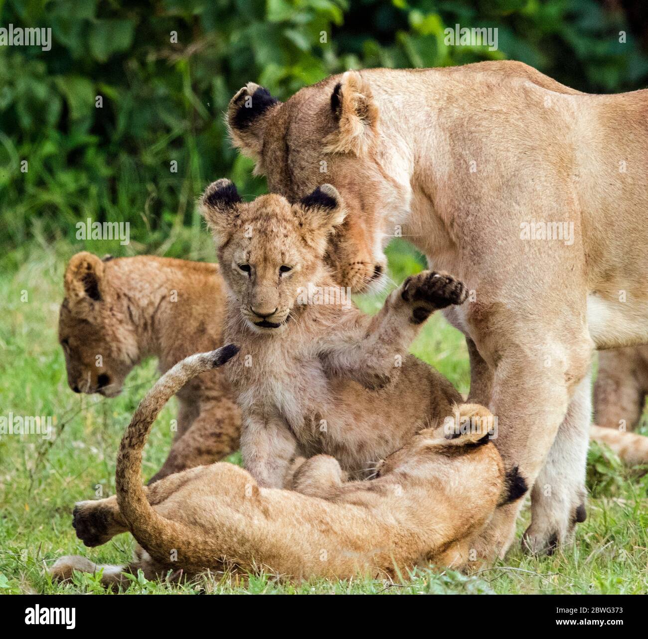 Löwin (Panthera leo) und Jungen spielen, Ngorongoro Conservation Area, Tansania, Afrika Stockfoto
