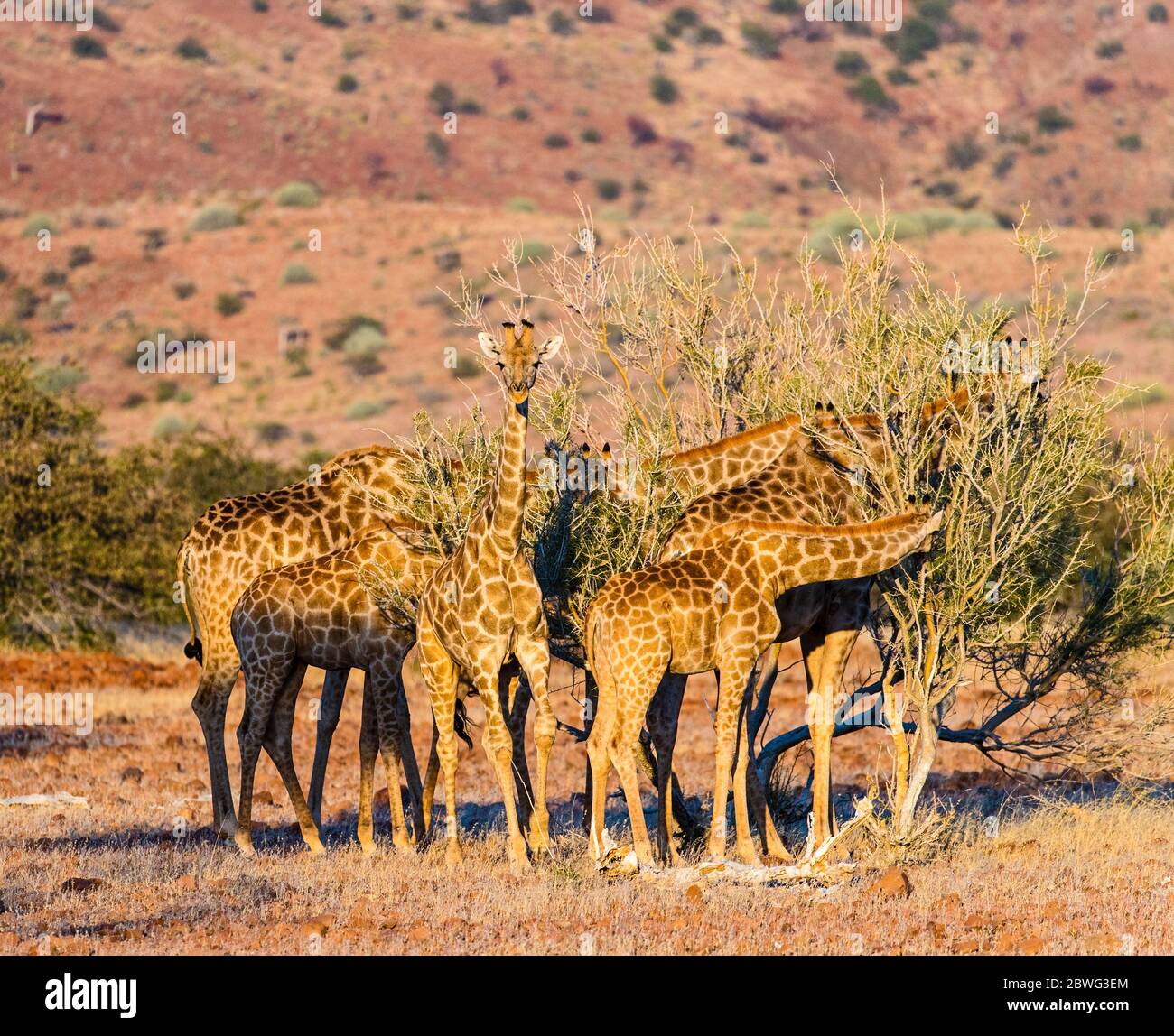 Herde südliche Giraffen (Giraffa giraffa), Damaraland, Namibia, Afrika Stockfoto