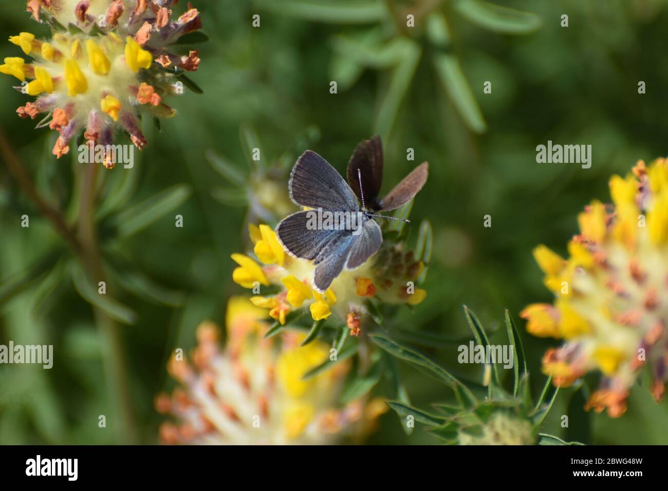 Männliche und weibliche gewöhnliche blaue Schmetterlinge, die sich auf einer gelben Blume gegenüberstehen Stockfoto