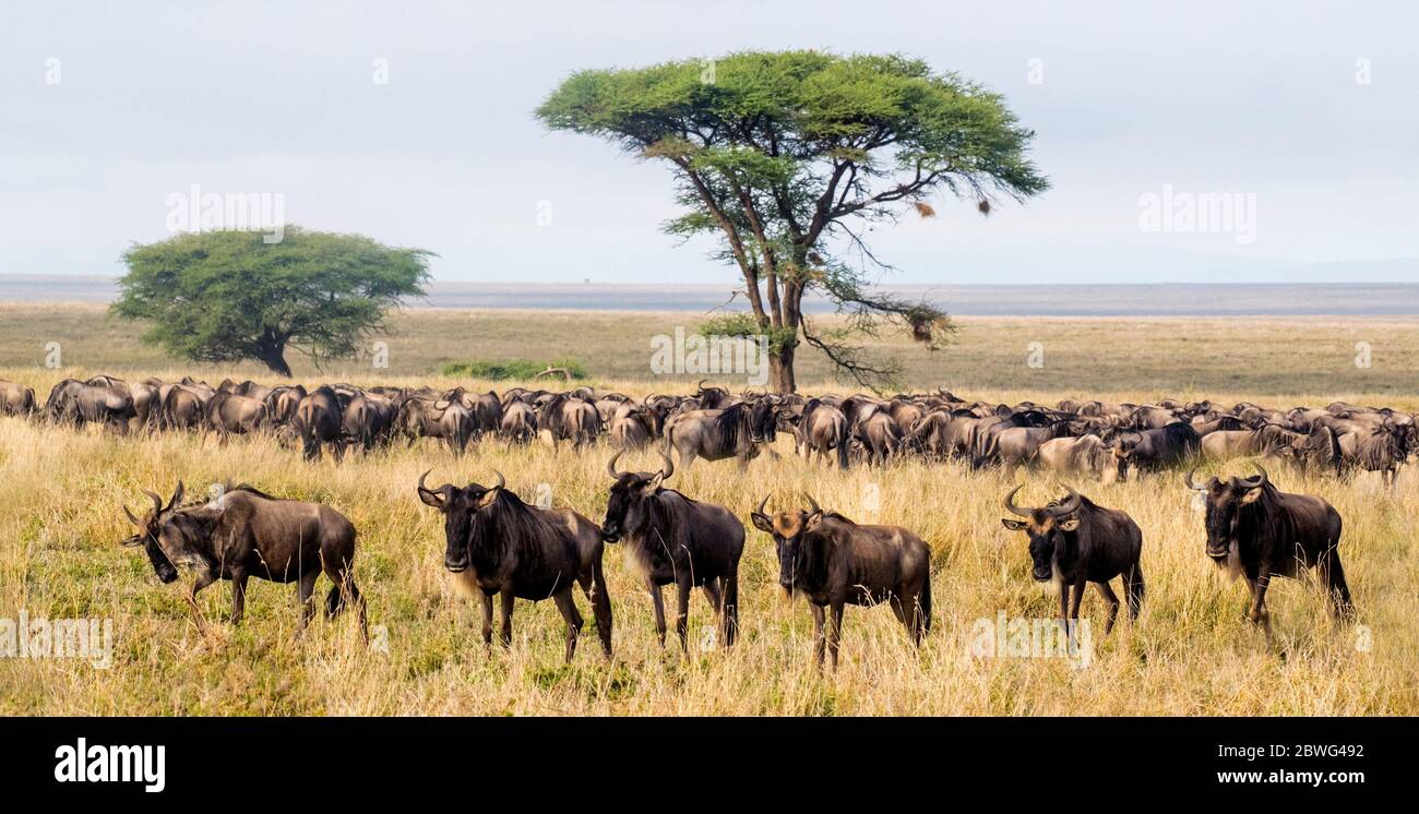 Herde Weißbärtiger Gnus (Connochaetes taurinus mearnsi), Ngorongoro Conservation Area, Tansania, Afrika Stockfoto