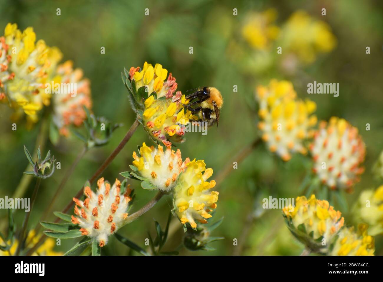 Hummel auf gelbe Blüten Stockfoto