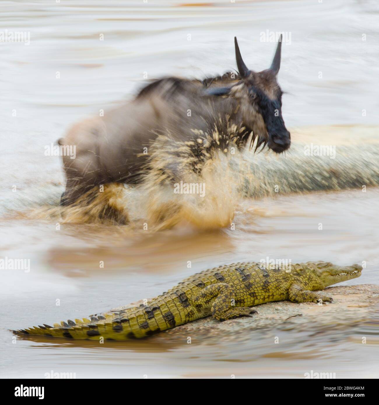 Weißbärtige Gnus (Connochaetes taurinus mearnsi) und Krokodile, Ngorongoro Conservation Area, Tansania, Afrika Stockfoto