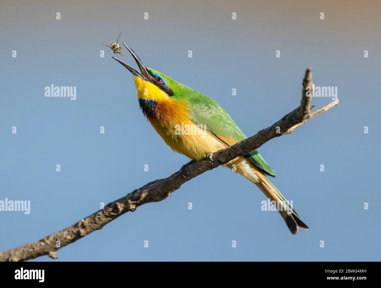 Kleiner Bienenfresser (Merops pusillus) mit Beuteinsekt, Serengeti Nationalpark, Tansania, Afrika Stockfoto