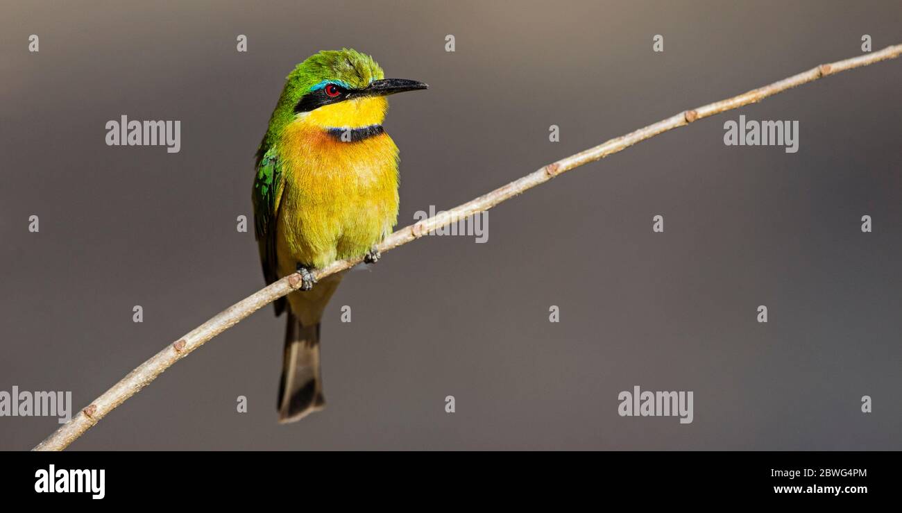 Kleiner Bienenfresser (Merops pusillus), der sich am Ast befindet, Serengeti Nationalpark, Tansania, Afrika Stockfoto