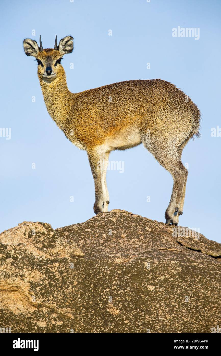 Klippspringerantilope (Oreotragus oreotragus) mit Blick auf die Kamera, Serengeti Nationalpark, Tansania, Afrika Stockfoto