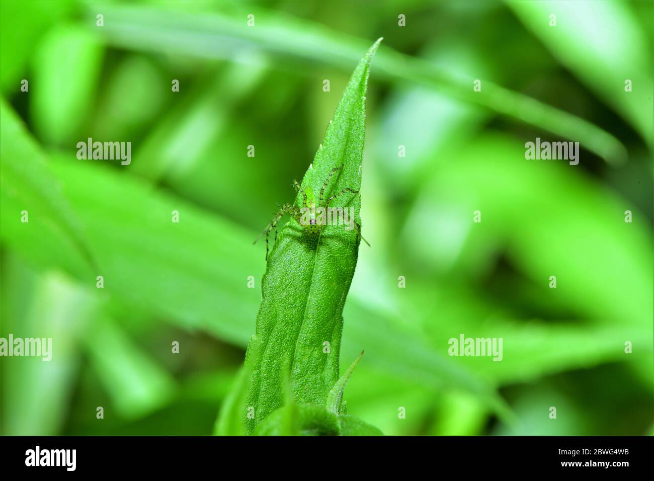 Kleiner grüner Käfer mit schwarzen Augen. Stockfoto