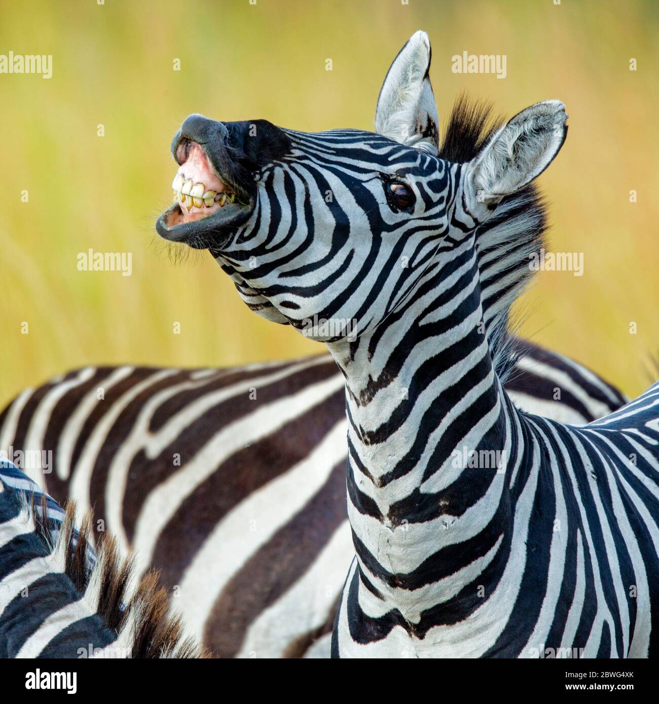 Burchells Zebra (Equus quagga burchellii), Serengeti Nationalpark, Tansania, Afrika Stockfoto
