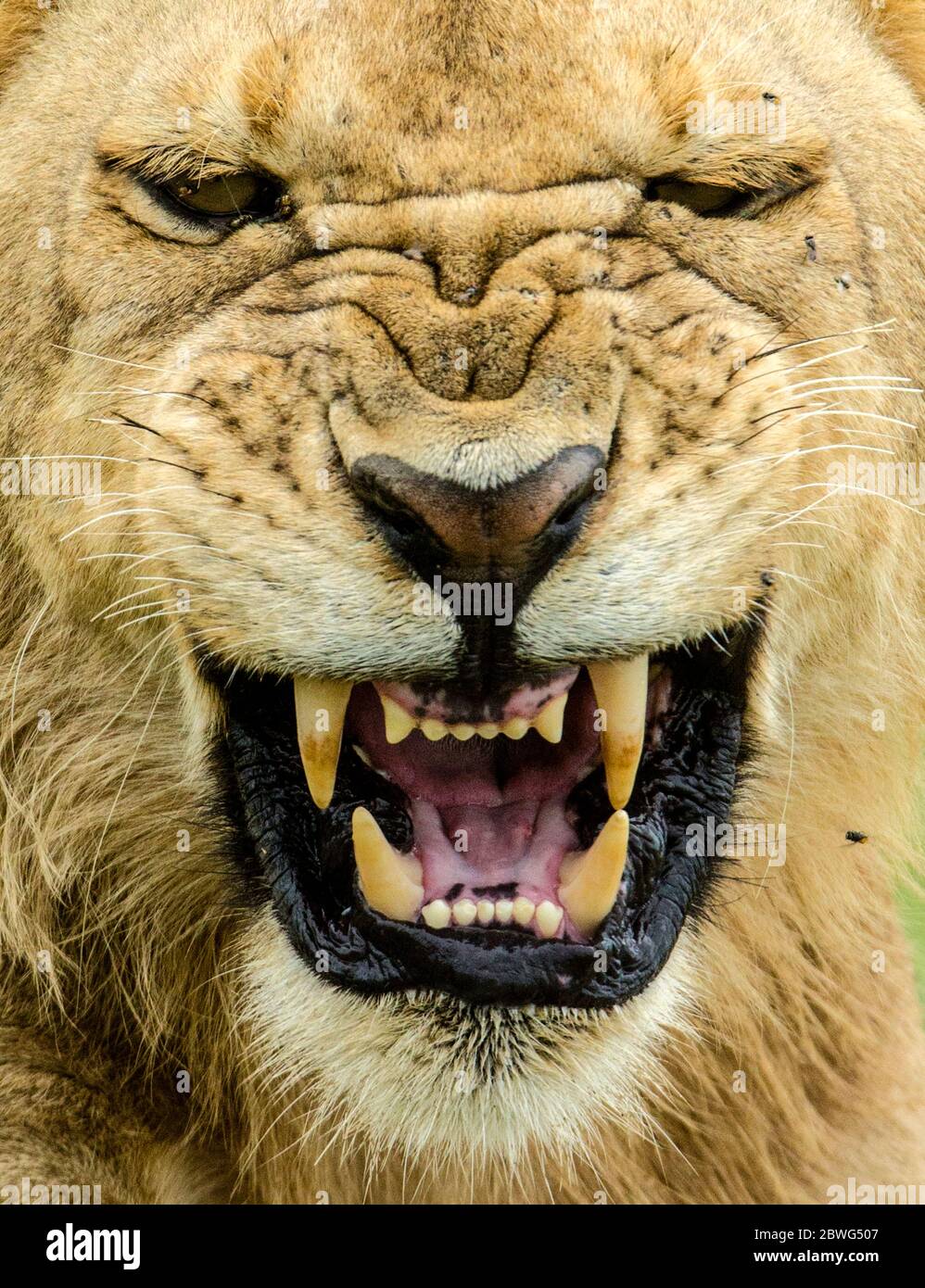 Löwe (Panthera leo) brüllend, Serengeti Nationalpark, Tansania, Afrika Stockfoto