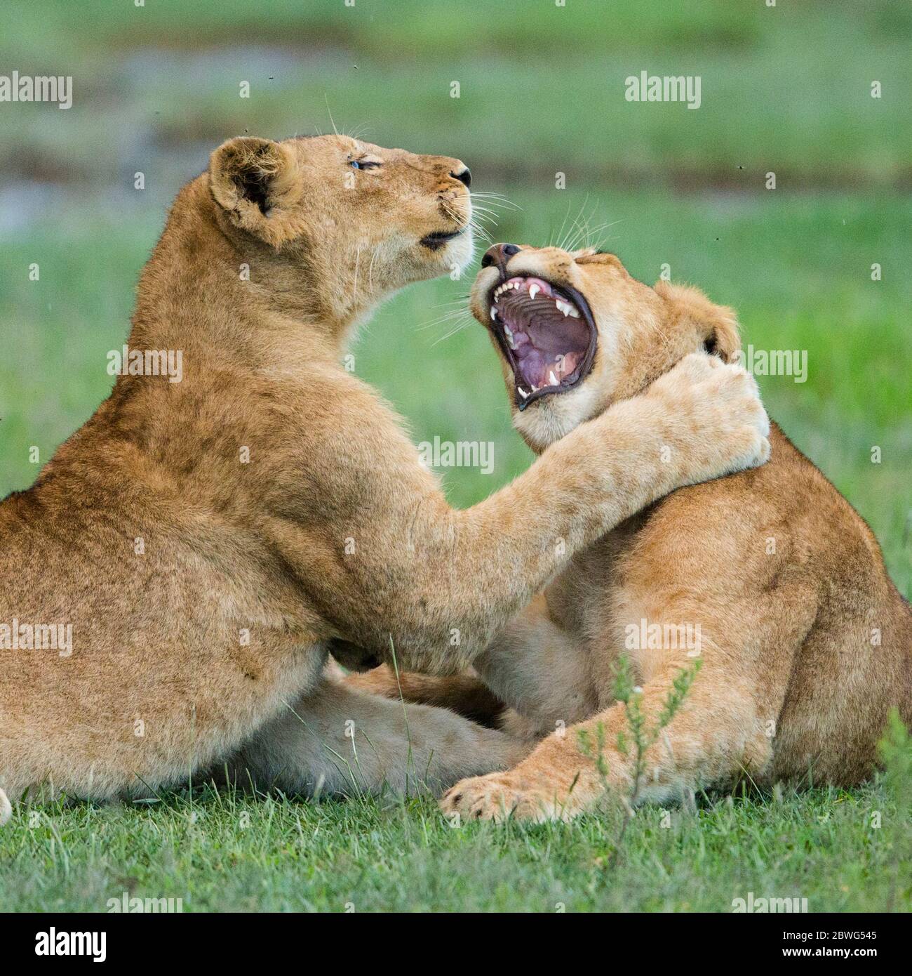 Löwinnen (Panthera leo) spielen, Serengeti Nationalpark, Tansania, Afrika Stockfoto