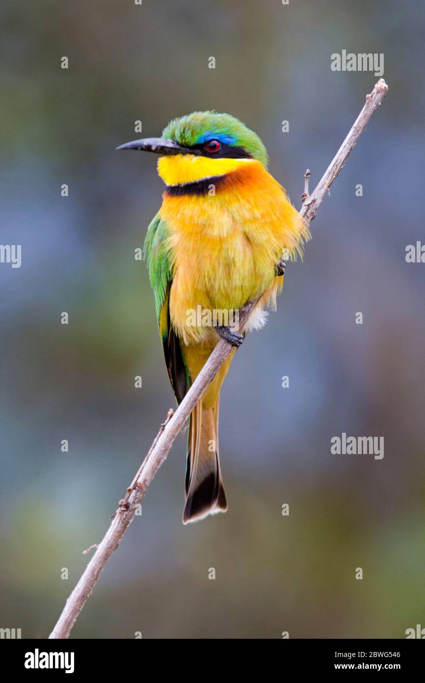 Kleiner Bienenfresser (Merops pusillus), der sich am Ast befindet, Serengeti Nationalpark, Tansania, Afrika Stockfoto