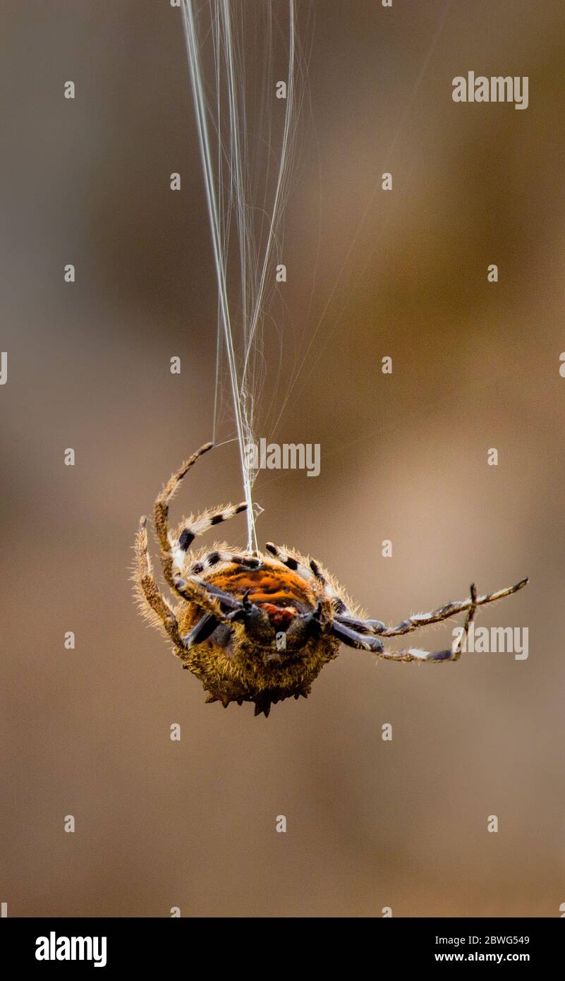 Spider, Arusha Nationalpark, Tansania, Afrika Stockfoto