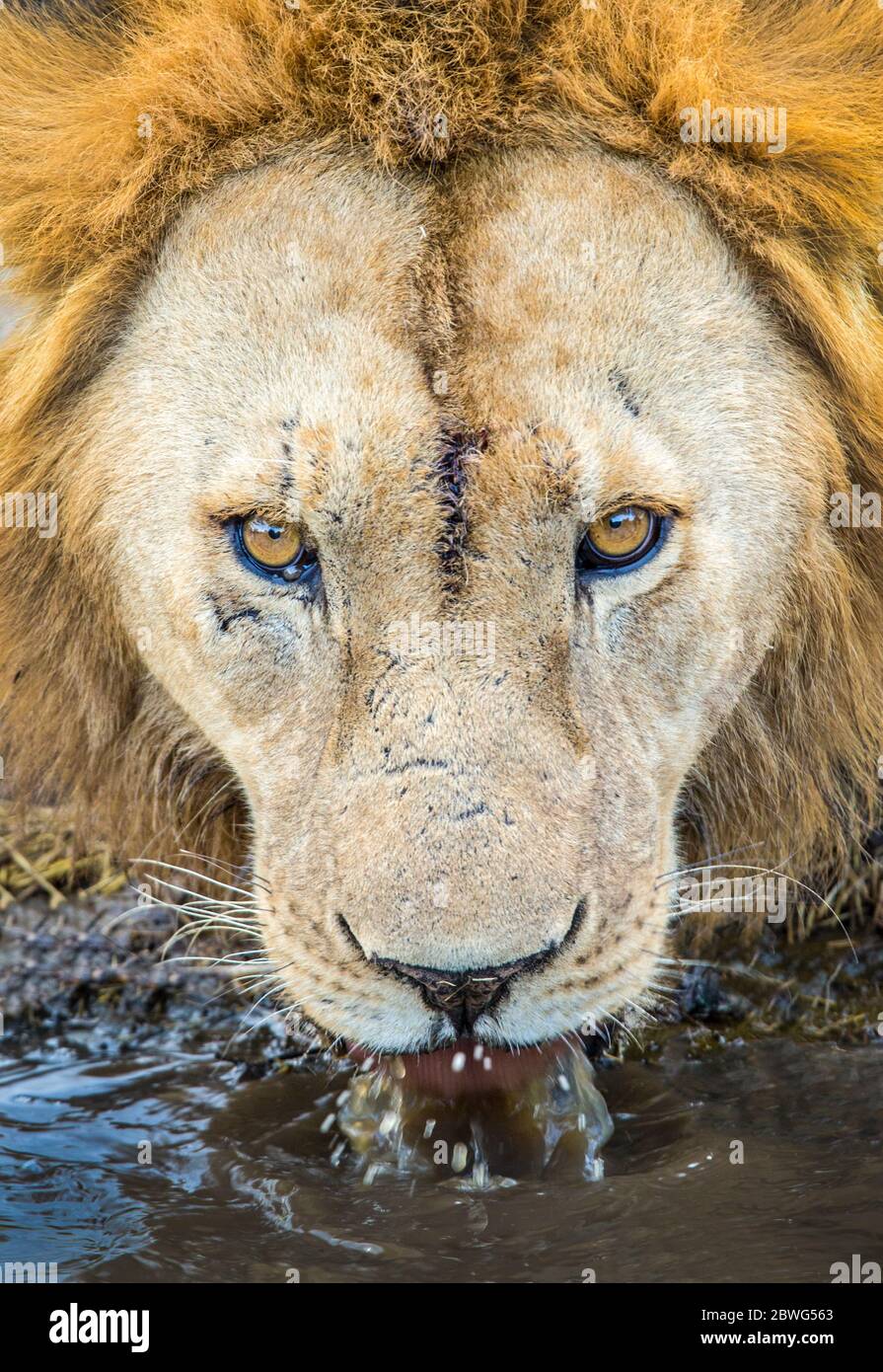 Männlicher Löwe (Panthera leo) Trinkwasser, Serengeti Nationalpark, Tansania, Afrika Stockfoto