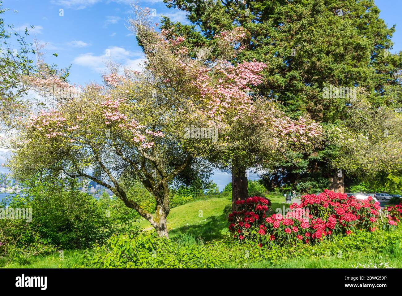 Ein blühender Dogwood Baum in einem West Seattle Park. Es ist Frühling. Stockfoto