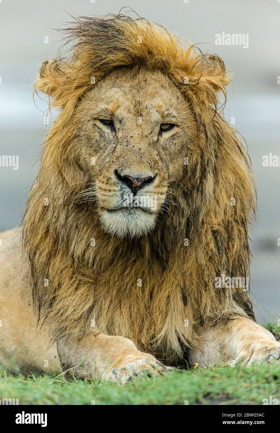 Männlicher Löwe (Panthera leo), Ngorongoro Conservation Area, Tansania, Afrika Stockfoto
