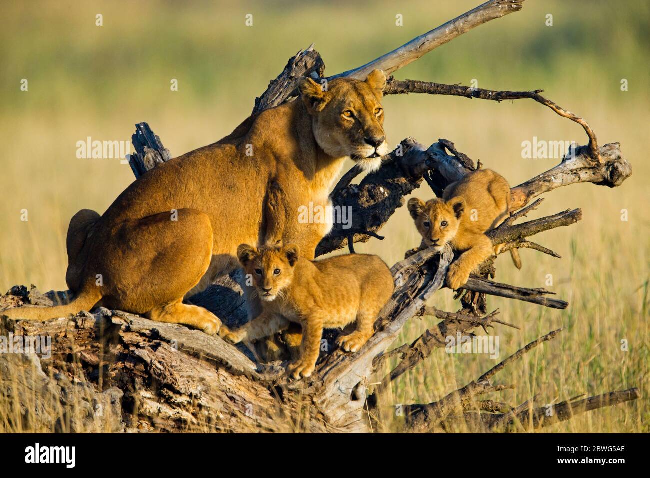 Löwin mit Jungen (Panthera leo), Serengeti Nationalpark, Tansania, Afrika Stockfoto