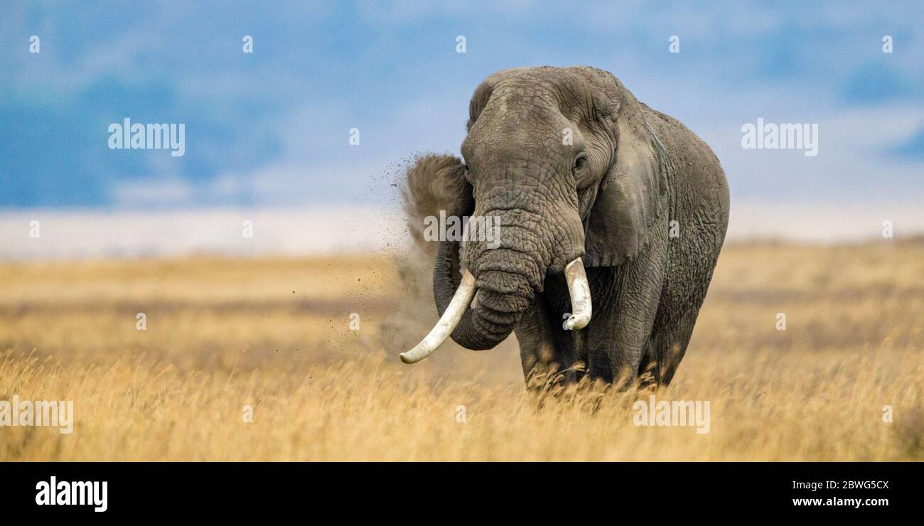 Afrikanischer Elefant (Loxodonta africana) in der Savanne, Ngorongoro Krater, Tansania, Afrika Stockfoto