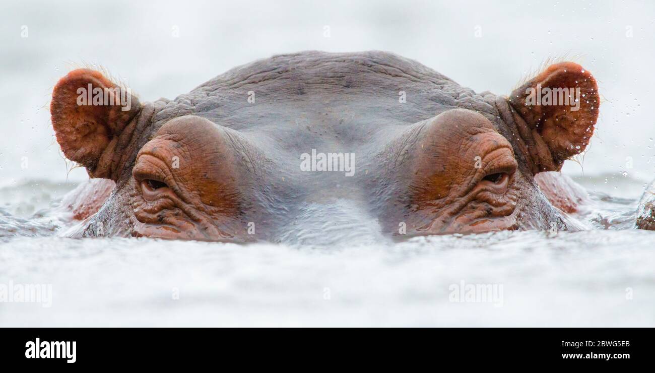 Hippopotamus (Hippopotamus amphibius) Schwimmen im Wasser, Afrika Stockfoto