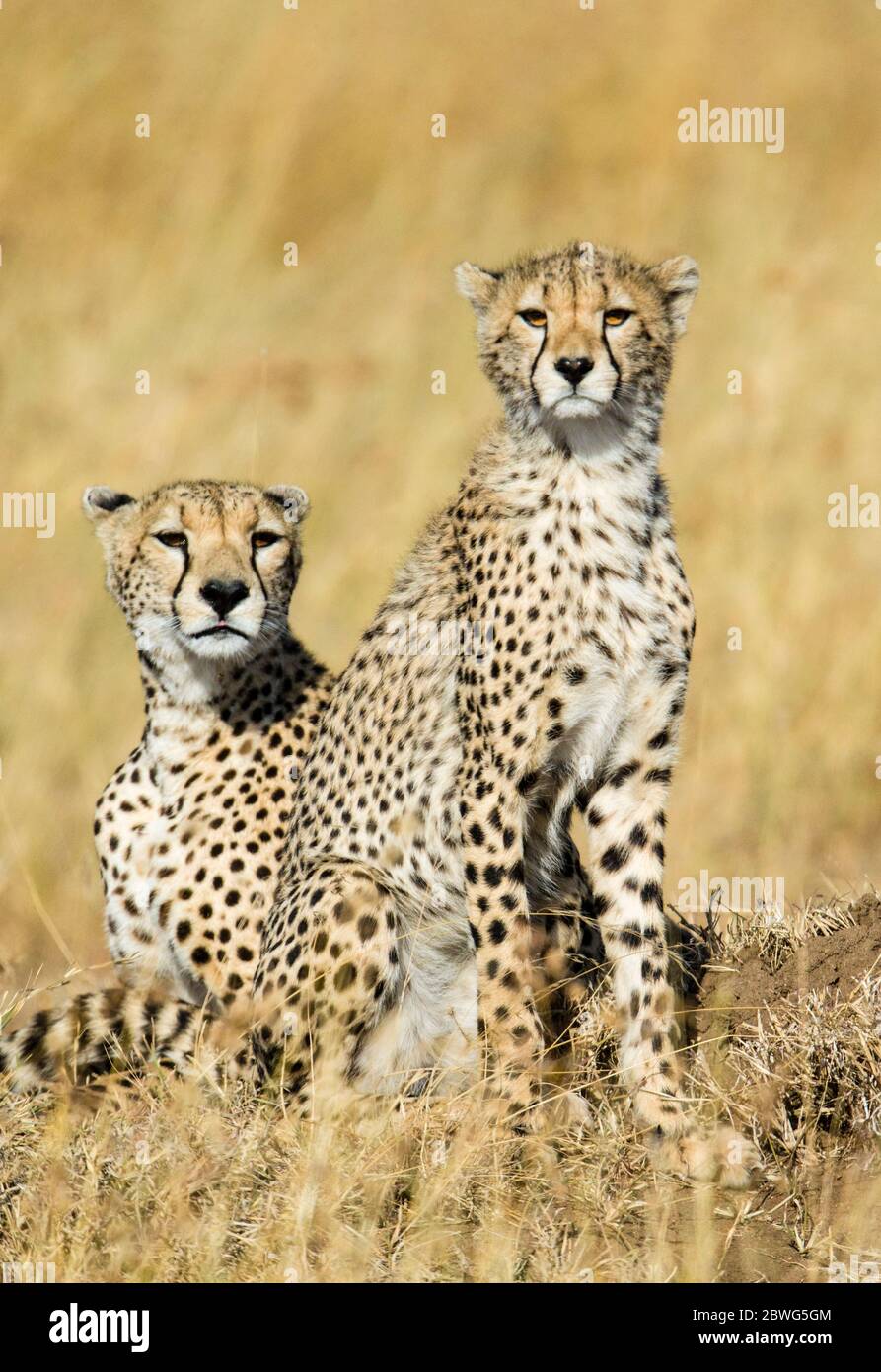 Zwei Geparden (Acinonyx jubatus), die sich die Kamera angucken, Serengeti Nationalpark, Tansania, Afrika, Afrika Stockfoto