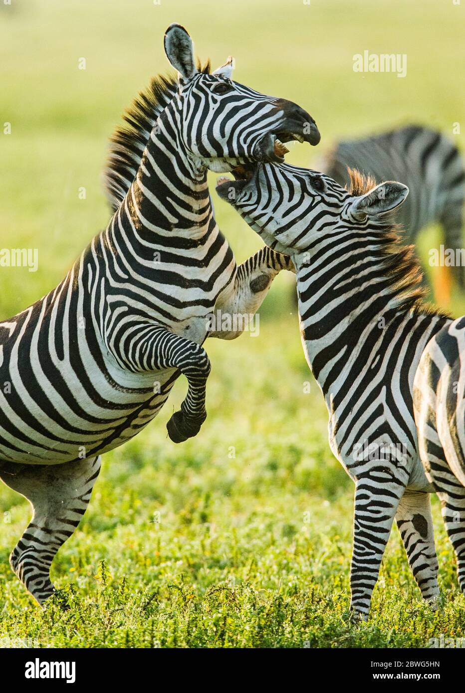 Burchells Zebras (Equus quagga burchellii), Ngorongoro Conservation Area, Tansania, Afrika Stockfoto