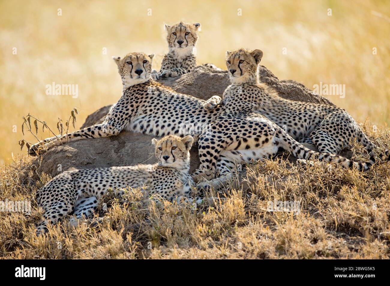 Geparden (Acinonyx jubatus) liegen zusammen, Serengeti Nationalpark, Tansania, Afrika Stockfoto