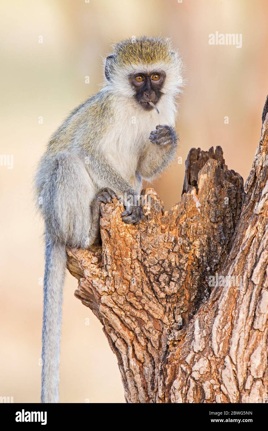 Vervet Monkey (Chlorocebus pygerythrus), Tarangire National Park, Tansania, Afrika Stockfoto