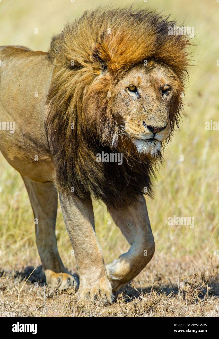 Männlicher Löwe (Panthera leo), Serengeti Nationalpark, Tansania, Afrika Stockfoto