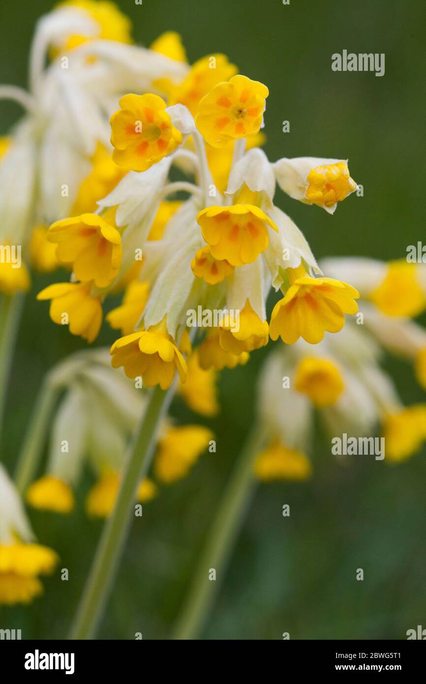 PRIMULA VERIS der Cowslip Stockfoto