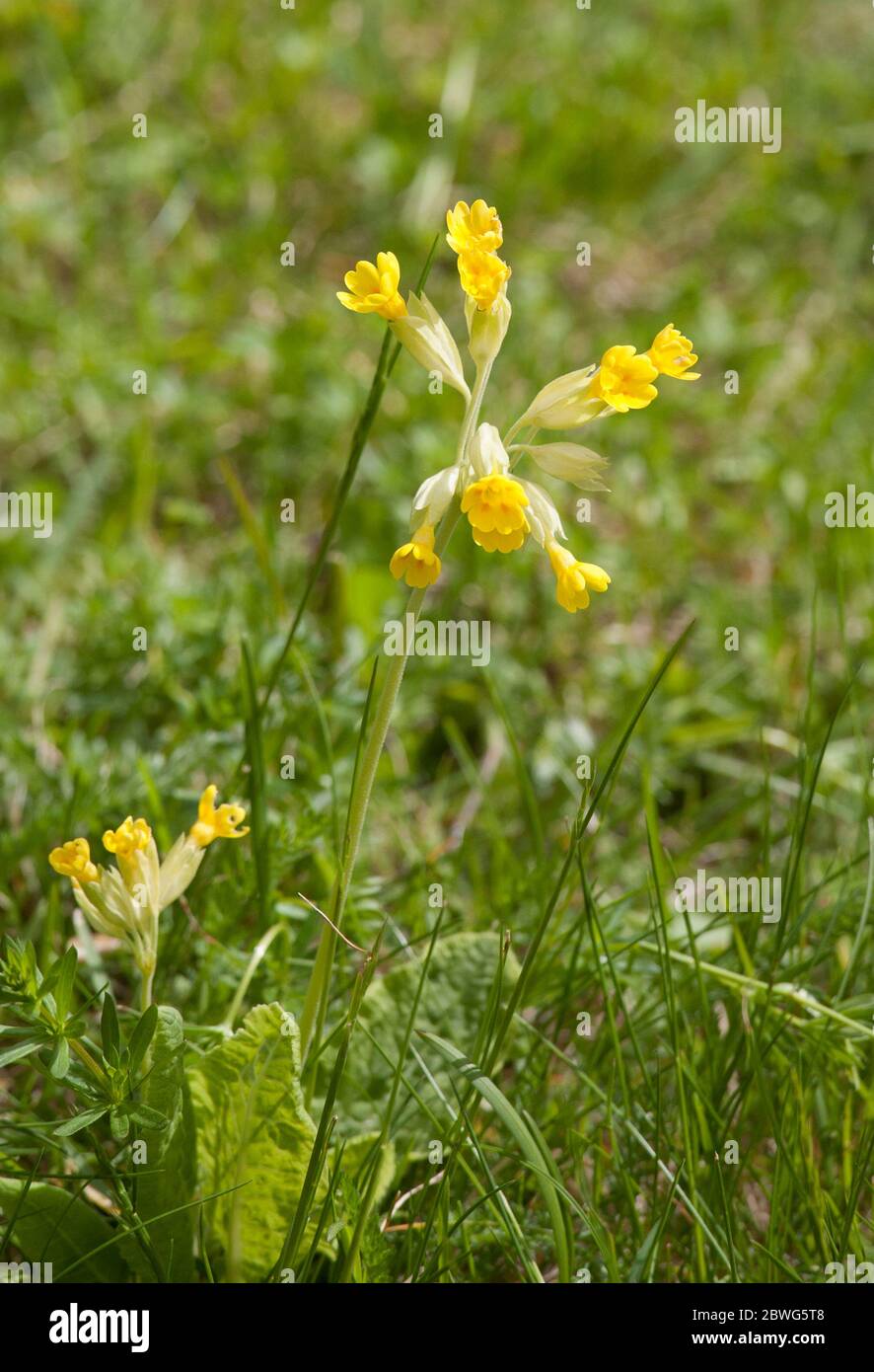 PRIMULA VERIS der Cowslip Stockfoto