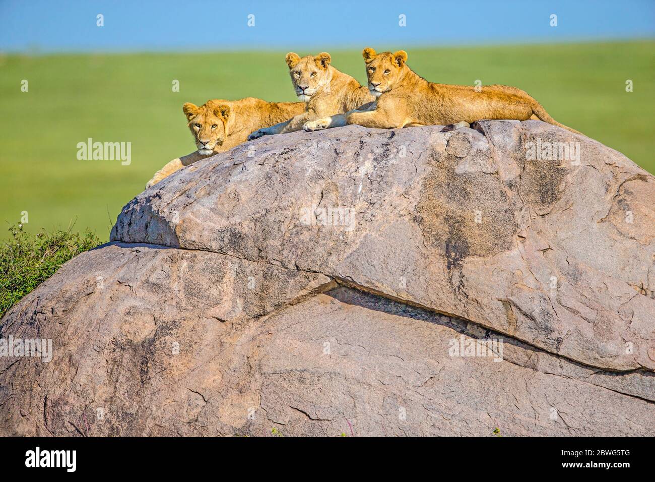 Drei junge Löwen (Panthera leo) liegen auf Felsen, Ngorongoro Conservation Area, Tansania, Afrika Stockfoto