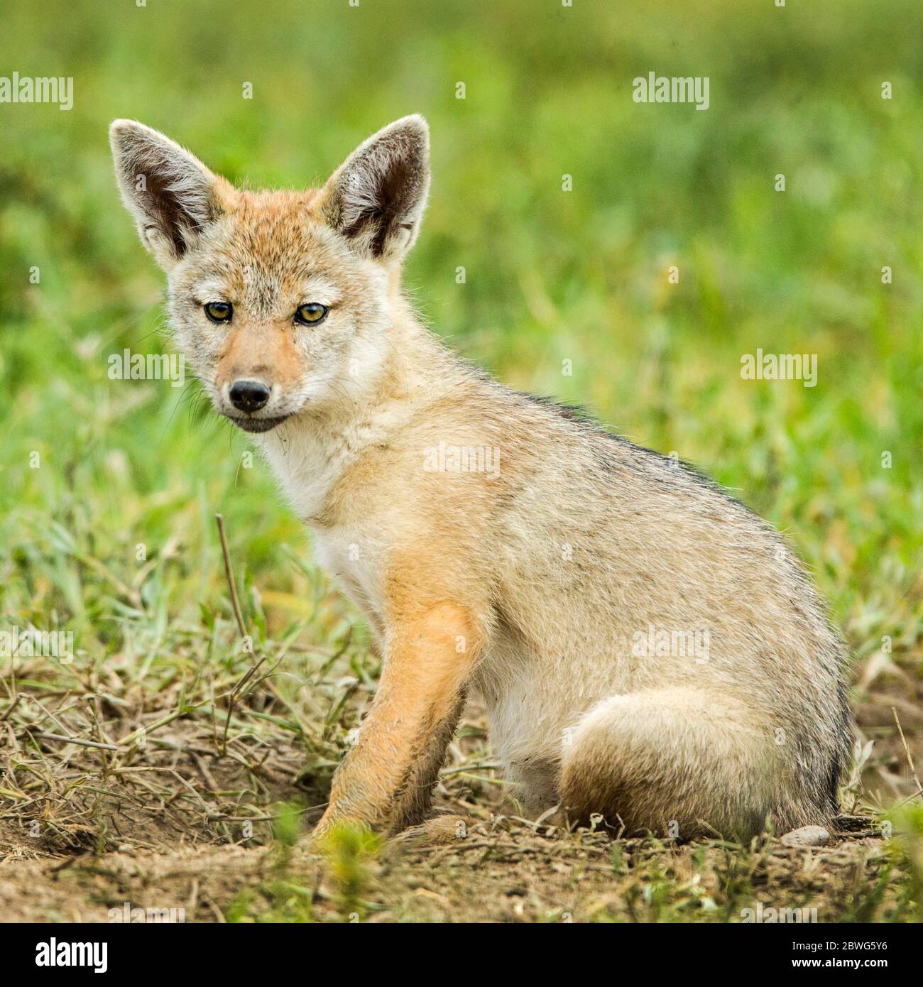 Goldschakal (Canis aureus) Welpe, Ngorongoro Krater, Tansania, Afrika Stockfoto