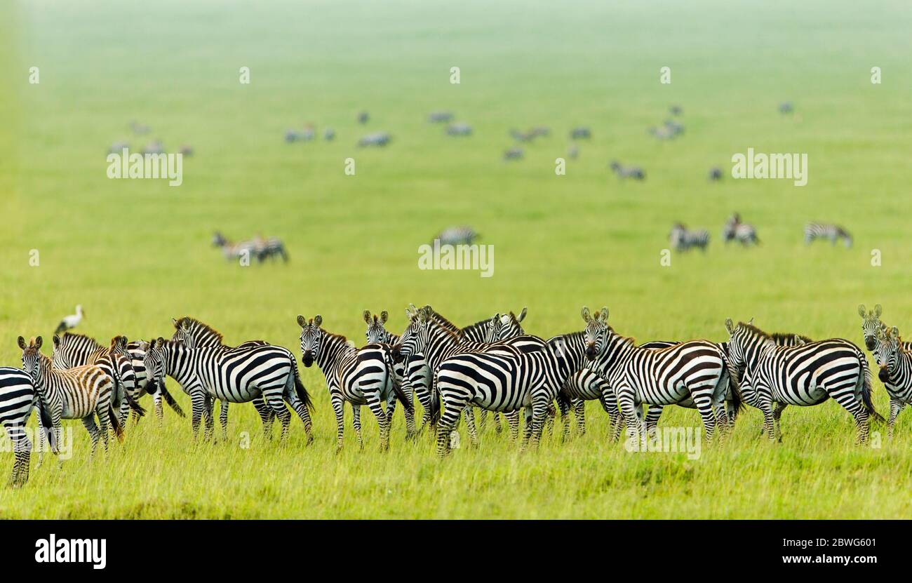 Herde Burchells Zebras (Equus quagga burchellii), Ngorongoro Conservation Area, Tansania, Afrika Stockfoto
