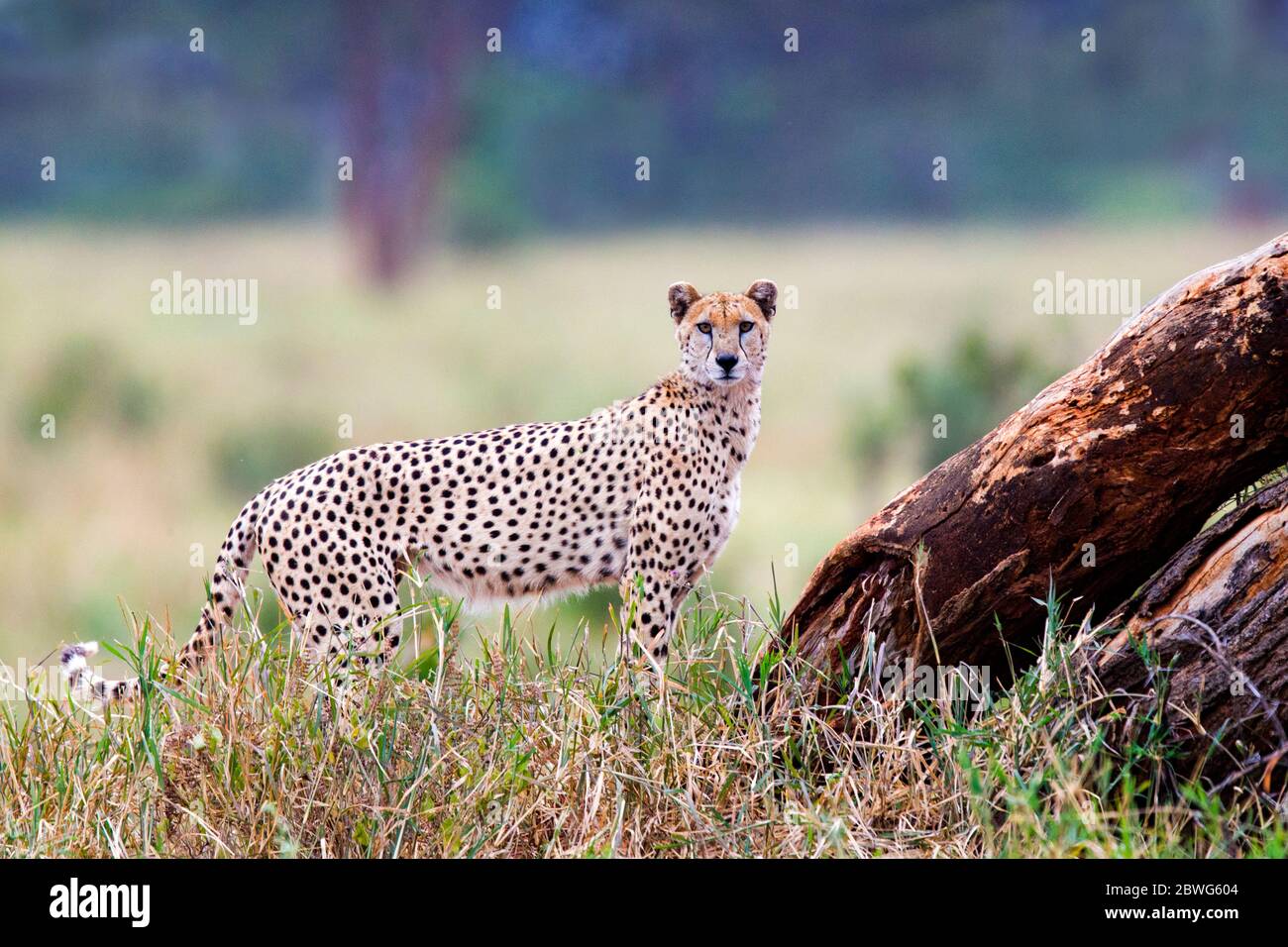 Geparde (Acinonyx jubatus) beim Betrachten der Kamera, Tarangire Nationalpark, Tansania, Afrika Stockfoto