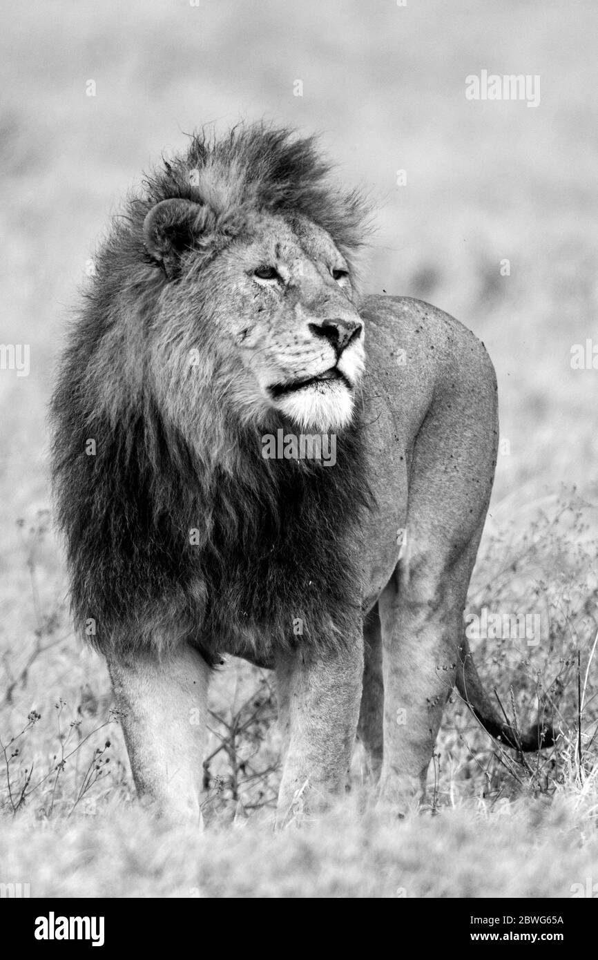 Männlicher Löwe (Panthera leo), Ngorongoro Conservation Area, Tansania, Afrika Stockfoto