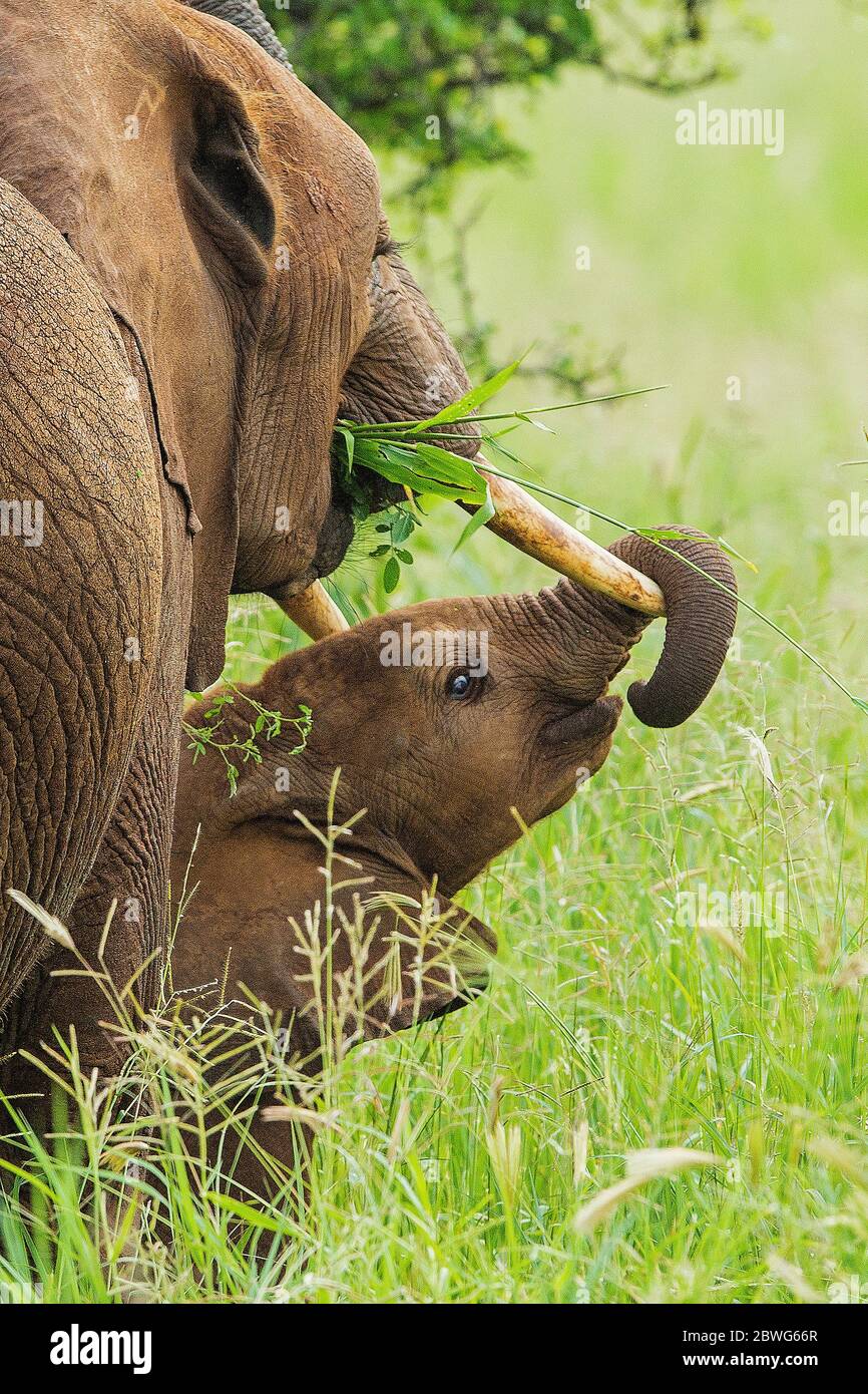 Afrikanischer Elefant (Loxodonta africana), Erwachsene und Kalb, Ngorongoro Conservation Area, Tansania, Afrika Stockfoto