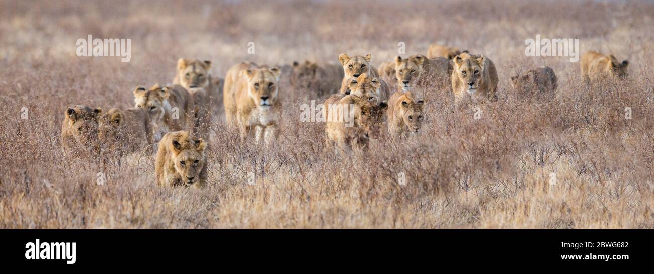 Große Gruppe von Löwen (Panthera leo), Ngorongoro Conservation Area, Tansania, Afrika Stockfoto