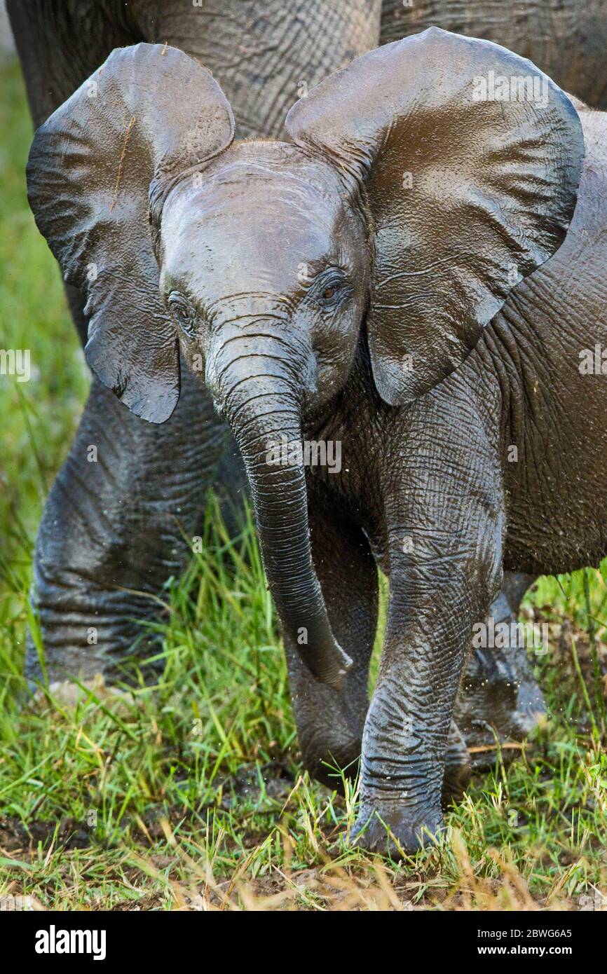Afrikanischer Elefant (Loxodonta africana) Kalb, Tarangire Nationalpark, Tansania, Afrika Stockfoto