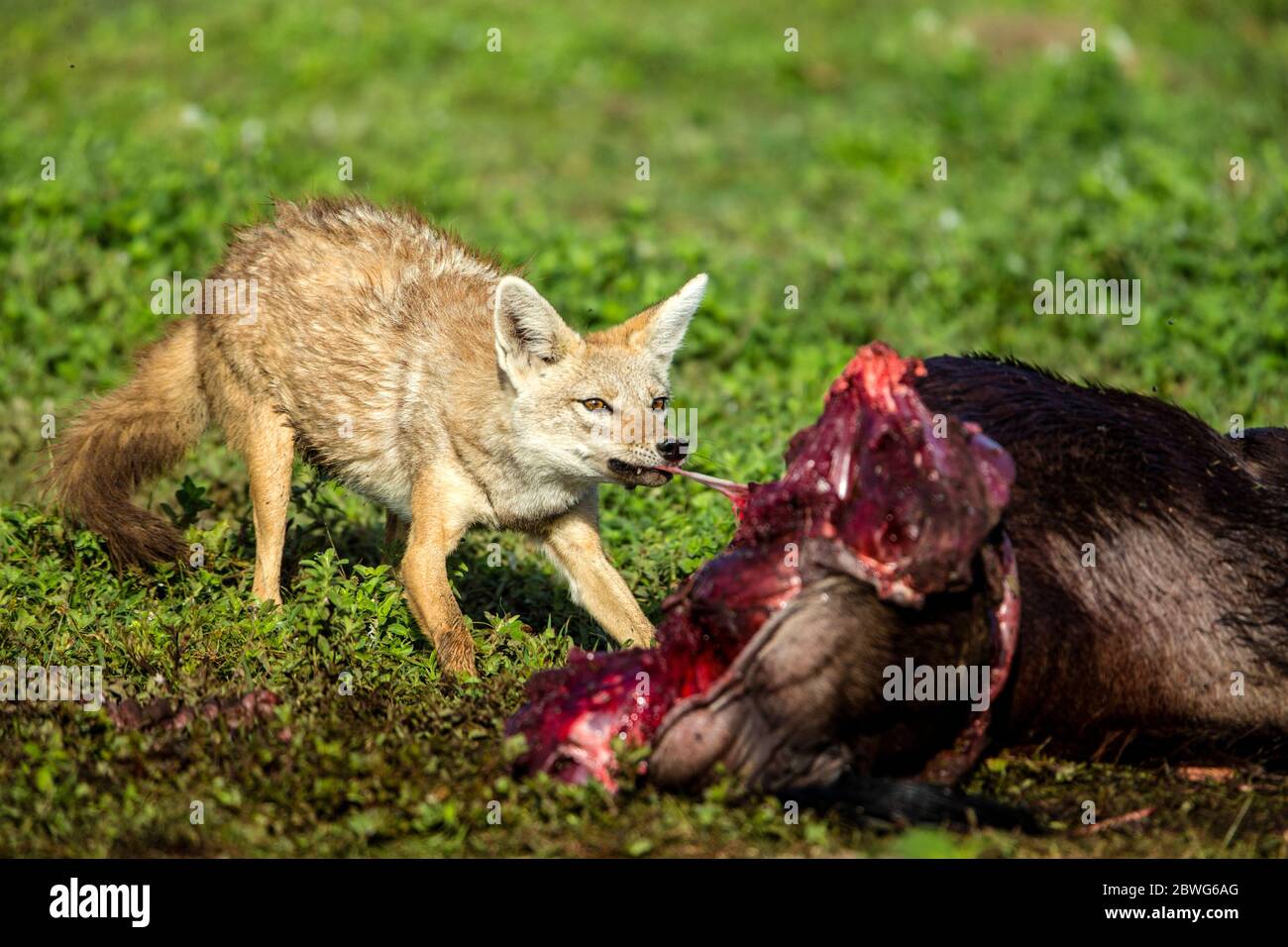 Goldschakal (Canis aureus), Futter auf Beute, Serengeti Nationalpark, Tansania, Afrika Stockfoto