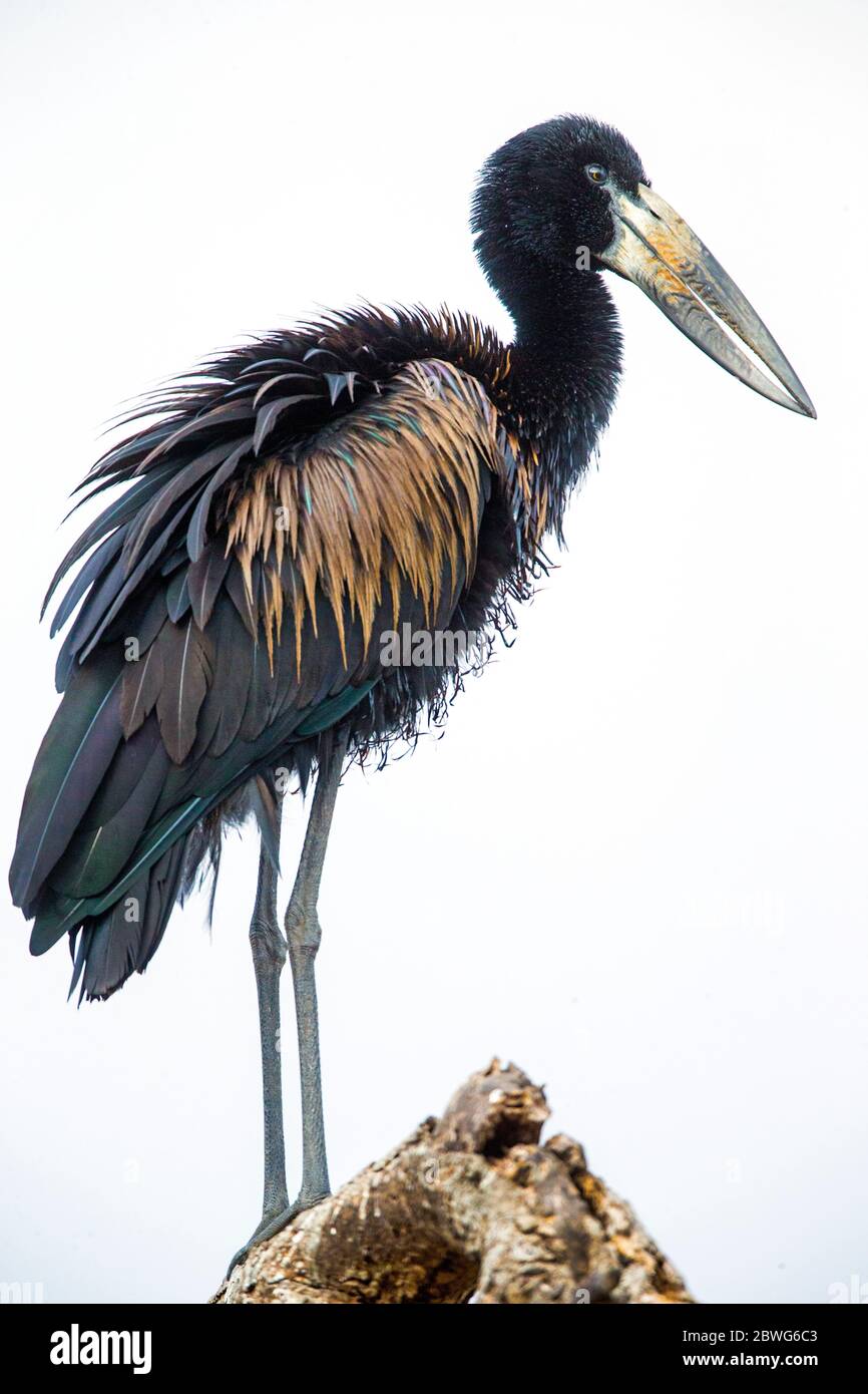 Naturfoto von Vogel, Afrika Stockfoto