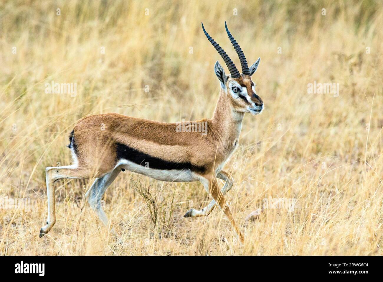 Thomsons Gazelle (Eudorcas thomsonii), Serengeti Nationalpark, Tansania, Afrika Stockfoto
