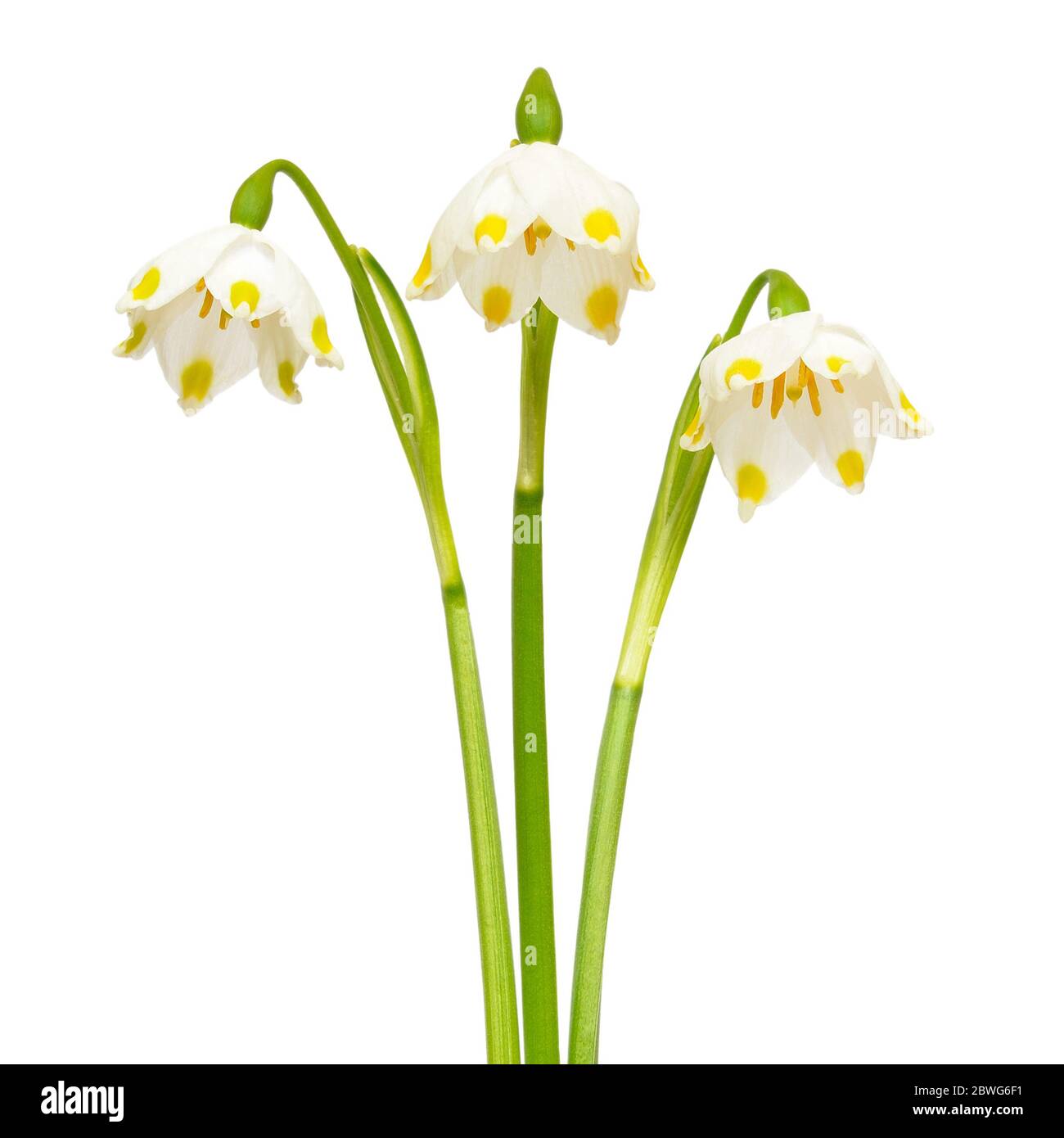 Märzenbecher (Leucojum vernum) Blumen auf weißem Hintergrund Stockfoto