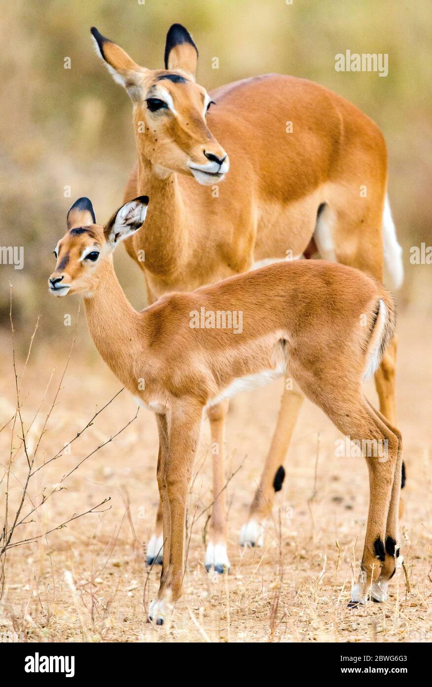 Impala (Aepyceros melampus) Erwachsene und Kalb, Tarangire Nationalpark, Tansania, Afrika Stockfoto