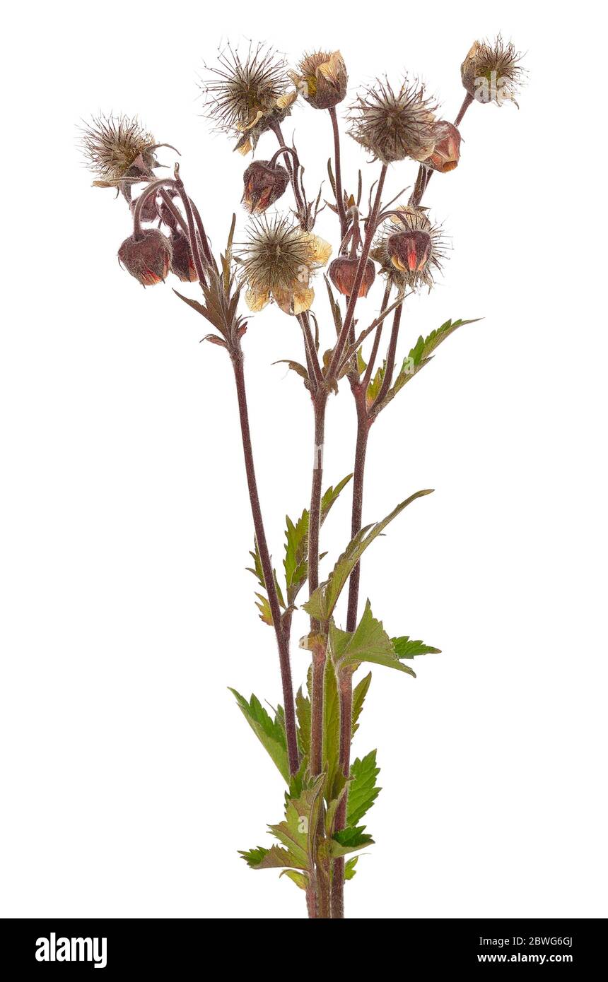 Geum rivale Blumen auf weißem Hintergrund Stockfoto